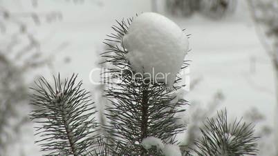Spruce branch after snowfall