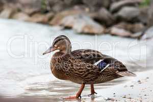 Wild duck