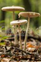 Young Parasol mushrooms