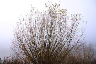 Zweige einer Weide im Nebel