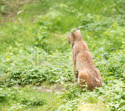 Luchs