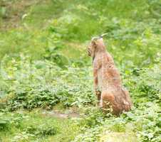 Luchs