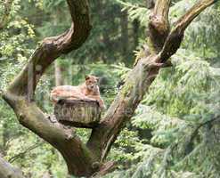 Luchs