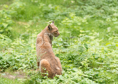 Luchs