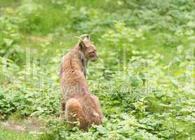 Luchs