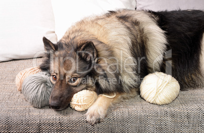 Hund auf Sofa mit Wolle