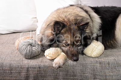 Hund auf Sofa mit Wolle