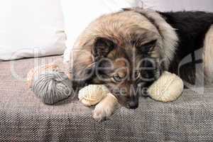 Hund auf Sofa mit Wolle