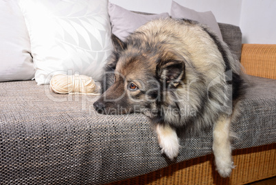 Hund auf Sofa mit Wolle