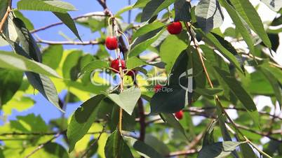 Red cherry fruits in tree green leaves