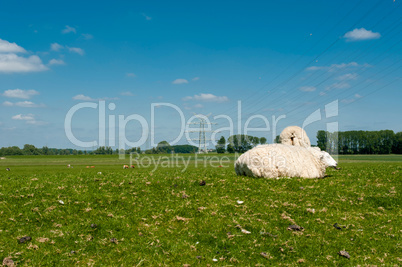 Schafe und Schafslämmer