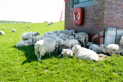 Schafe und Lämmer