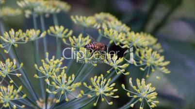 Honey bee on dill flowers