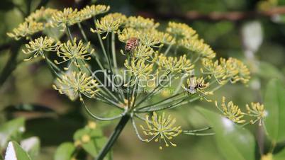 Wasp and bee nearby apart in dill flowers