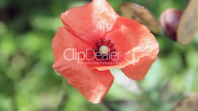 Red poppy flower on wind