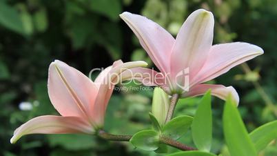 Two pink flowers lily light swing