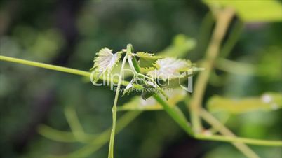 Vine twig with green little leafs