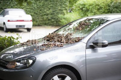 Laub auf dem Auto zum Herbstanfang