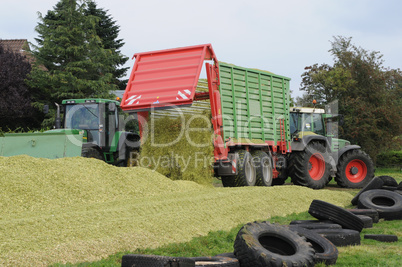 Maisernte für Biogas