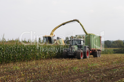 Maisernte für Biogas