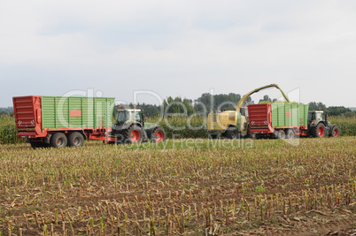 Maisernte für Biogas