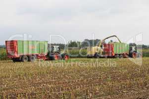 Maisernte für Biogas