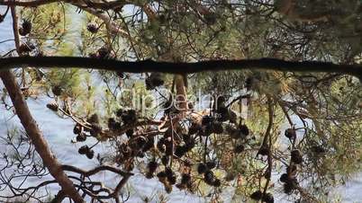 Pine cones in the branch