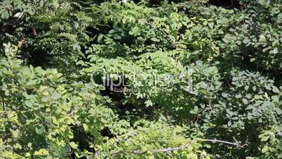 The dense foliage of the trees in the forest