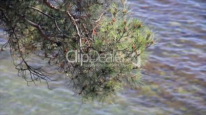 Pine branch over waves water