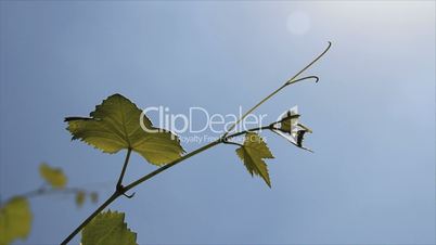 Green vine sprig reaching for the sun