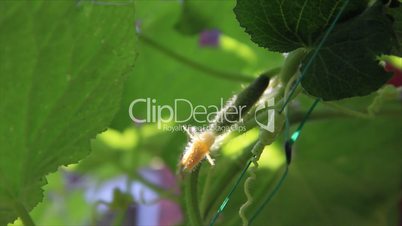 Small cucumber under leaf