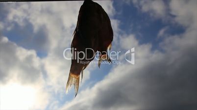 Few dried fish on sky with clouds background