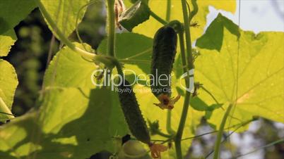 Two growing cucumber under big leafs