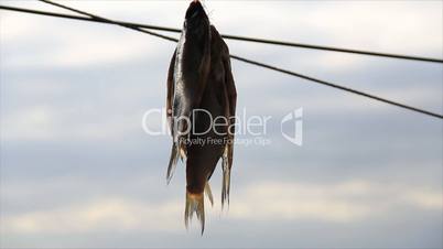 Four small fish hanging and drying on sunlight