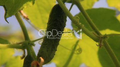Cucumber and plant leaves on the wind