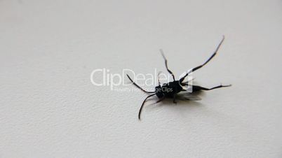 Black insect ao white background
