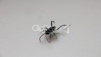Black insect