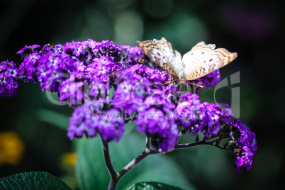 White Peacock Anartia Jatrophae