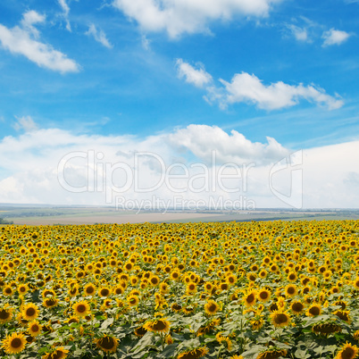 field of sunflowers and blue sky