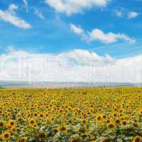 field of sunflowers and blue sky