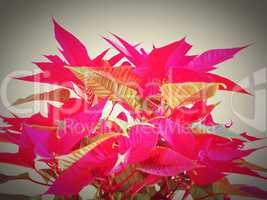 Poinsettia Christmas star