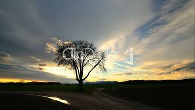 zeitraffer einzelner baum bei sonnenuntergang