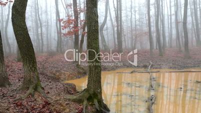 Wallow in the oak autumn forest