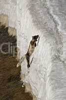 Arctic fox jumping up steep ice cliff