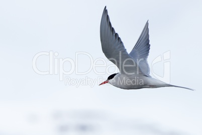 Arctic tern with outspread wings over iceberg