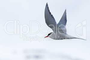 Arctic tern with outspread wings over iceberg