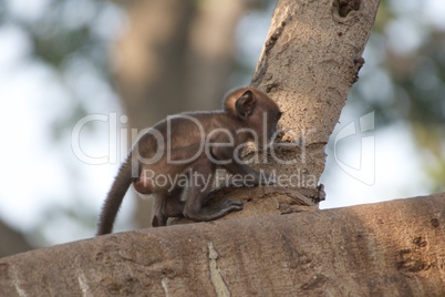 Baby langur crouched on branch