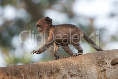 Baby langur on tree branch