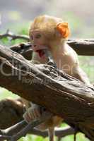 Baby rhesus macaque biting a branch