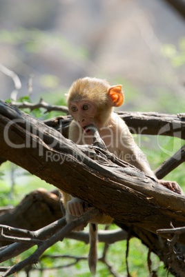 Baby rhesus macaque chewing a branch
